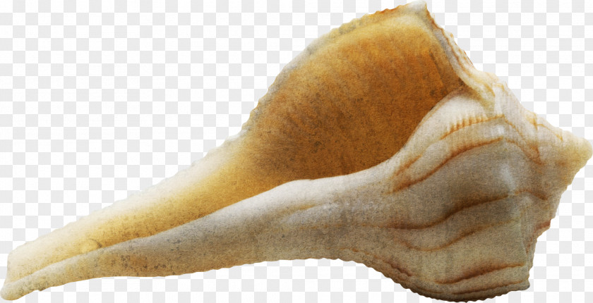 Yellow Conch Sea Snail Seashell PNG