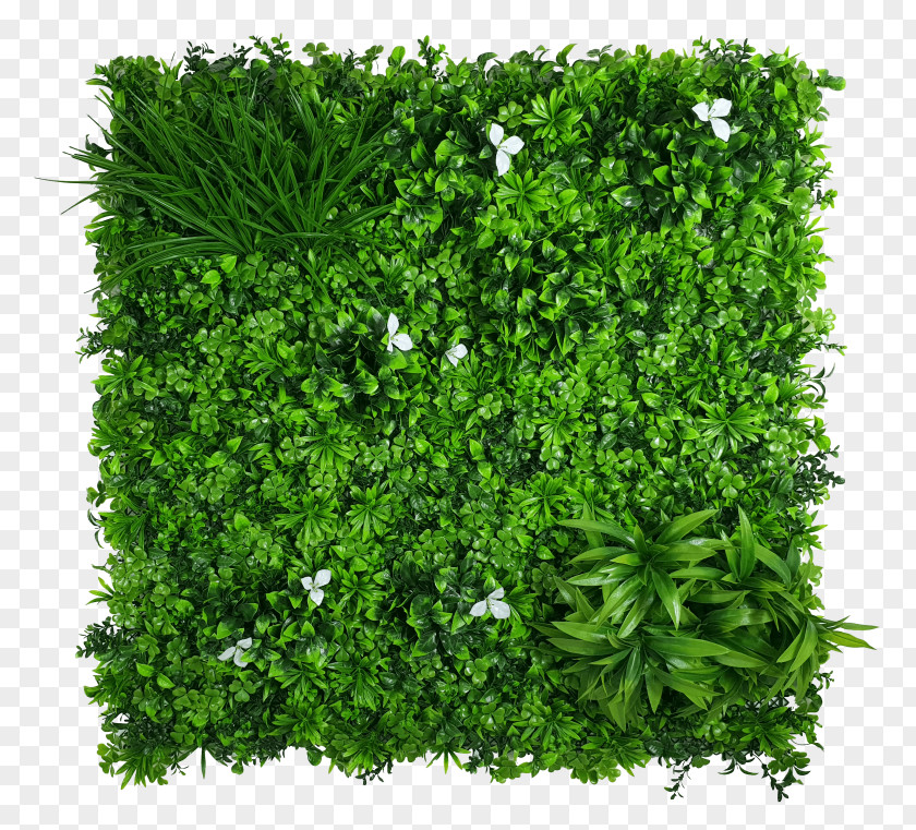 Annual Plant Flower Green Grass Background PNG