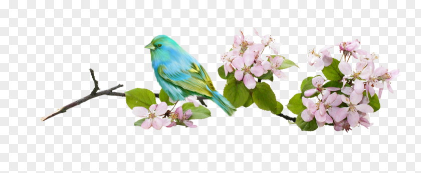 Birds In The Branches Of Bird Flower Branch PNG