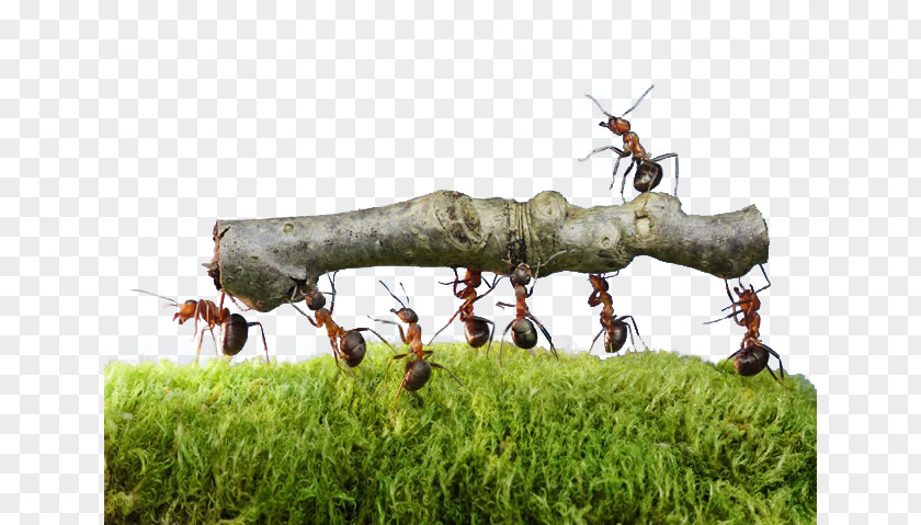 Carrying A Small Ants Oecophylla Smaragdina Colony Insect Work Together Pest Control PNG
