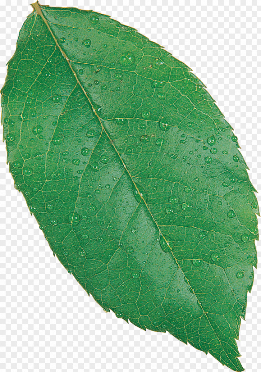Leaves Fagus Grandifolia European Beech Tree Leaf Orchestes Fagi PNG