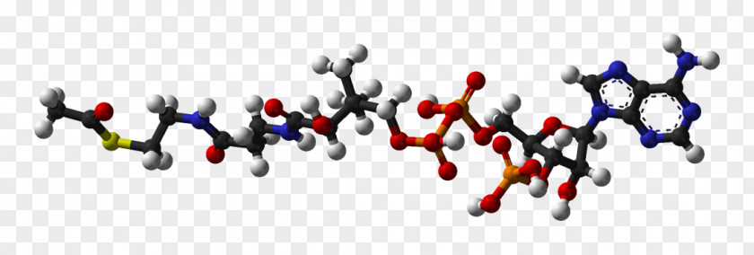 Acetyl-CoA Carboxylase Coenzyme A Acetyl Group Citric Acid Cycle PNG