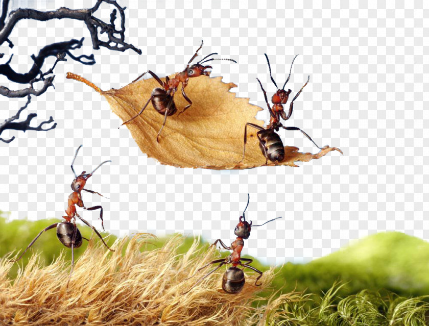 Ants Move Ant Insect Photography Royalty-free 123rf PNG