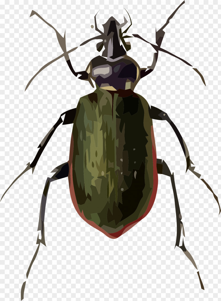 Beetle Ladybird Fiery Searcher Drawing Clip Art PNG