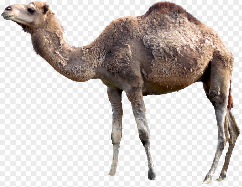 Camel Dromedary Material Hair PNG