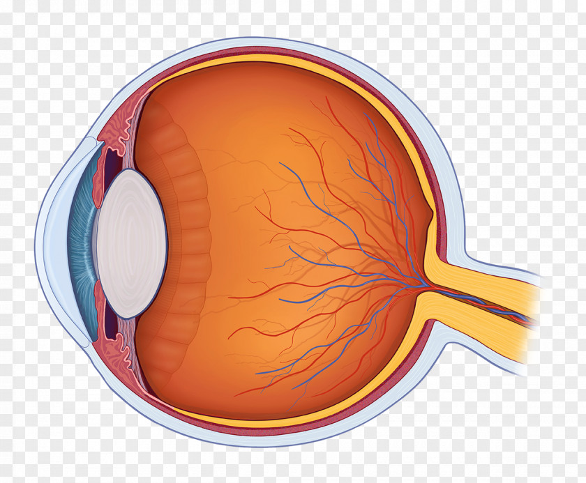 Human Eyes Eye Anatomy Body Royalty-free PNG