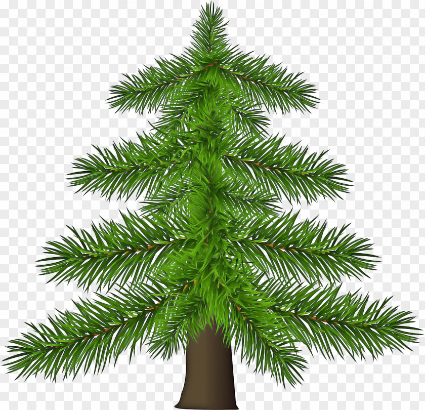 Trunk Vascular Plant Christmas Black And White PNG
