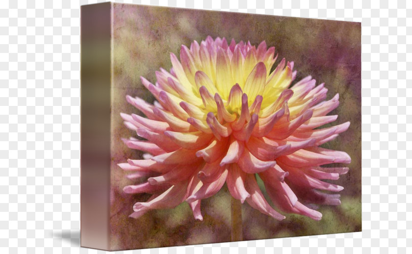 Watercolor Succulent Daisy Family Dahlia Flower Aster Chrysanthemum PNG