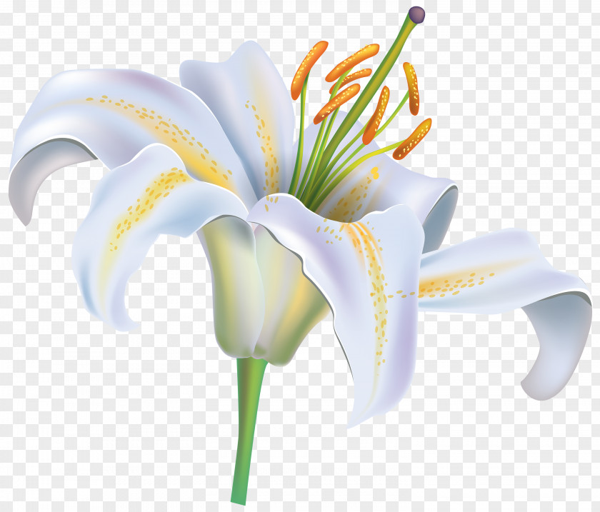 White Flower Easter Lily Tiger Lilium Candidum PNG