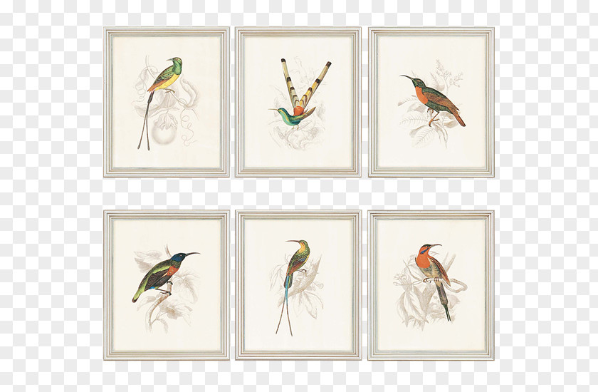Coast Salish Hummingbird Decorative Arts Graphic Graphics Picture Frames PNG