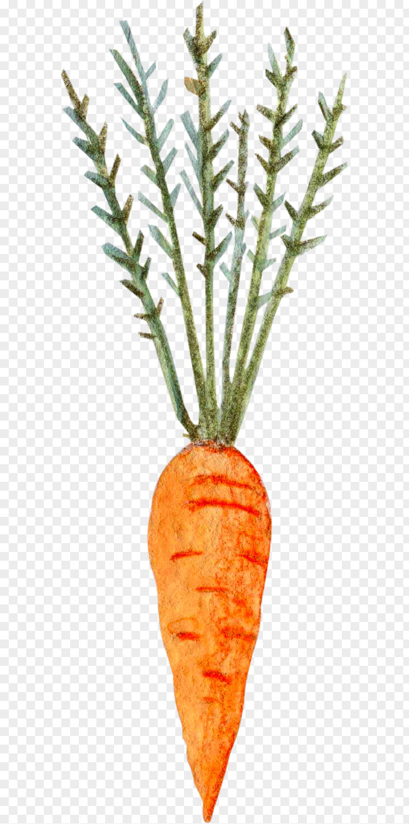 Hand Painted With Leaf Carrots Carrot Vegetable PNG