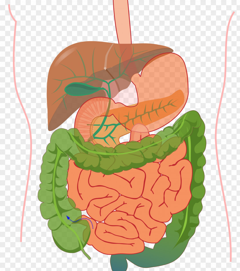 Human Body Organ System Gastrointestinal Tract Digestive PNG body system tract digestive system, clipart PNG