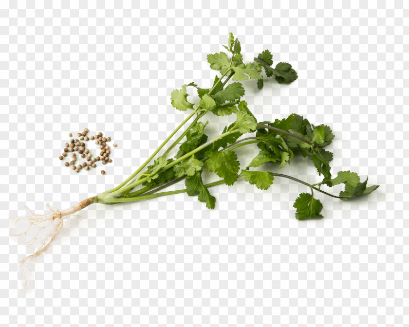 Parsley PNG