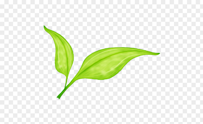 Safflower With Green Leaves Leaf PNG
