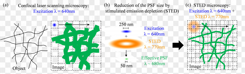 STED Microscopy Stimulated Emission Graphic Design Jablonski Diagram PNG