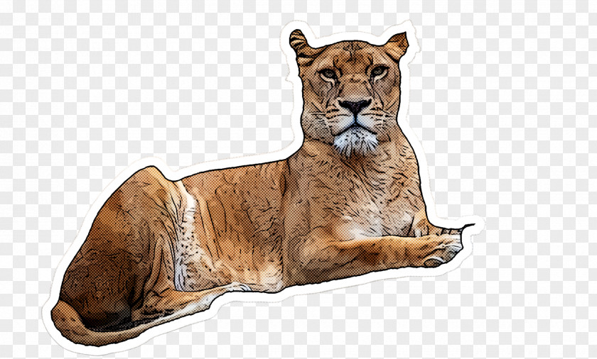 Wildlife Lion Snout PNG