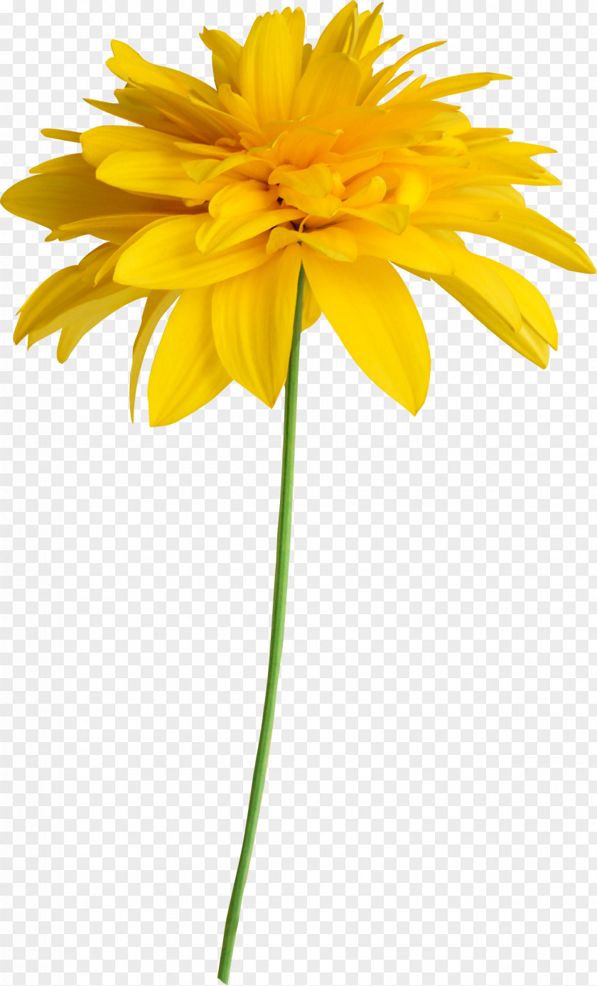 Euclidean Flower Common Sunflower Yellow Clip Art PNG