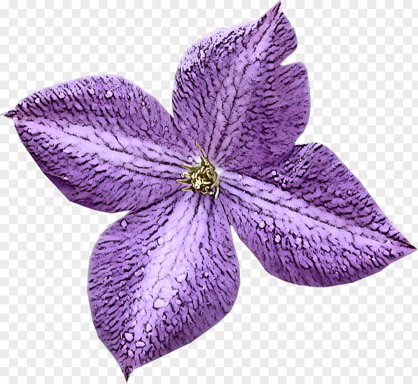 Melastome Family Balloon Flower Petal Violet Purple Plant PNG