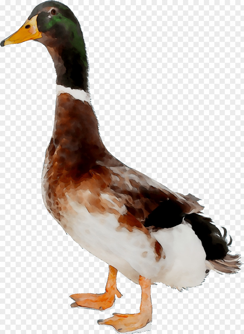 Mallard Goose Duck Wusheng County Catty PNG