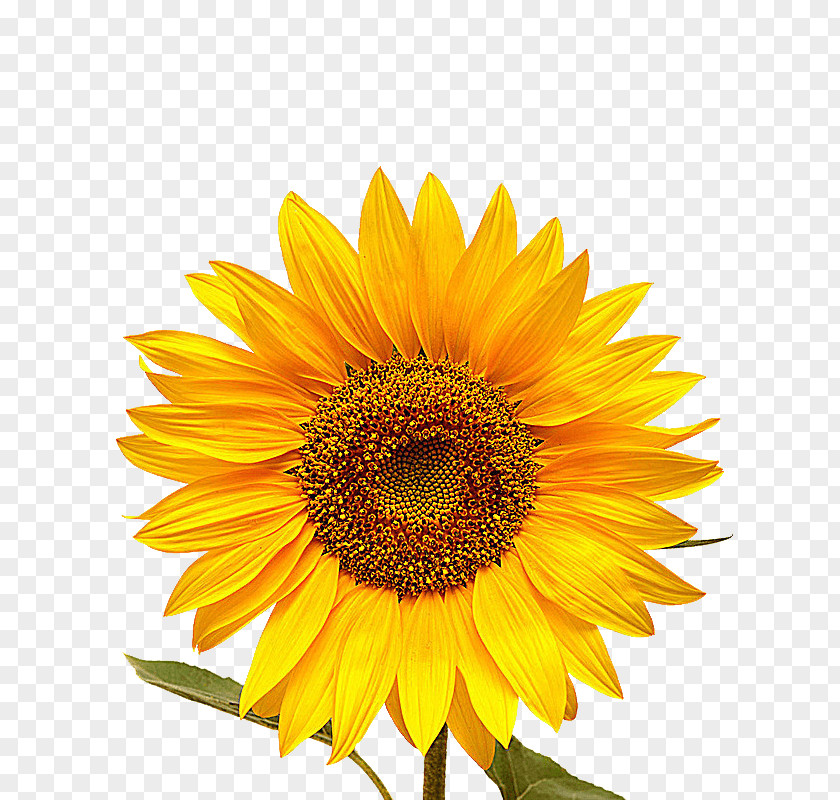 Yellow Sunflower Stock Photography Image Stock.xchng Shutterstock Common PNG