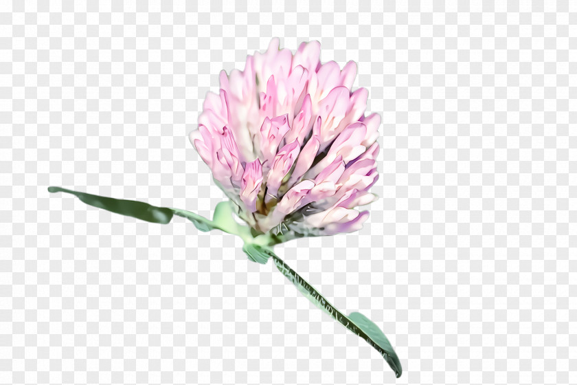 Flower Red Clover Plant Zigzag Pink PNG