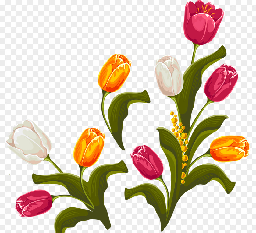 Flowers Tulips Tulip Floral Design Flower PNG