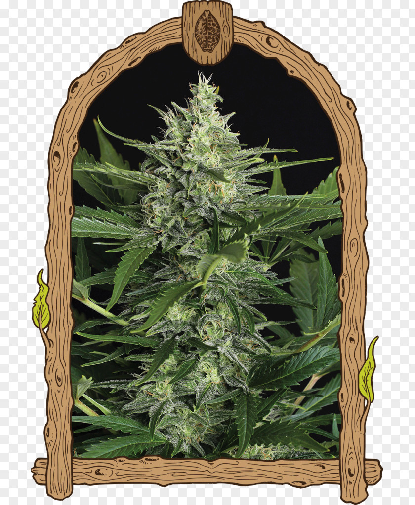 Gummi Candy Seed Cannabis Sativa Plant PNG