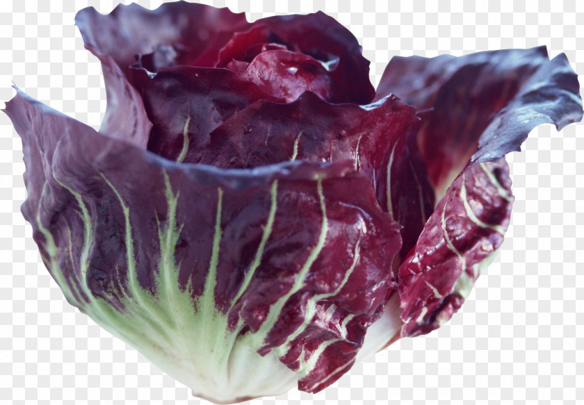 Cabbage Red Vegetable Food PNG