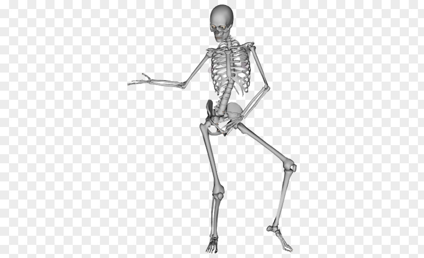 Human Bones The Skeleton Dance Bone PNG