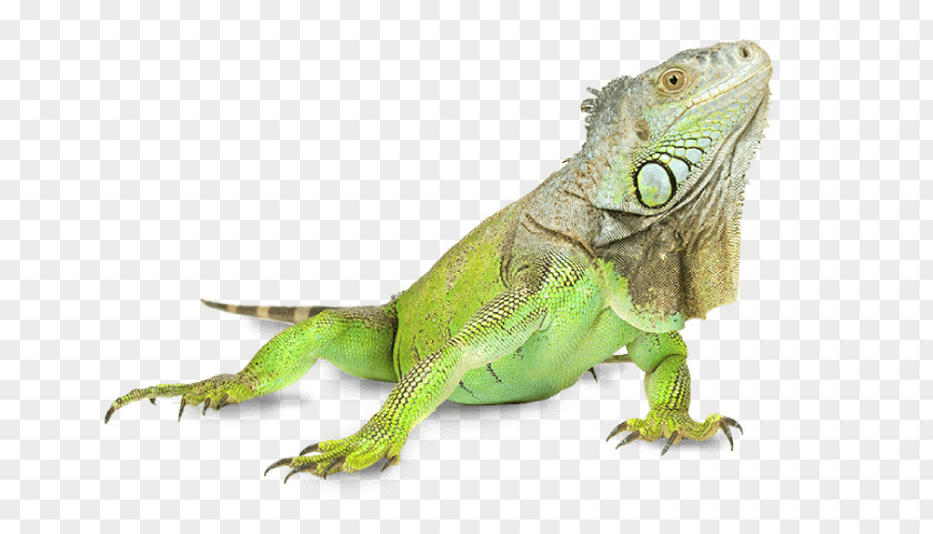 Lizard Iguana Signs & Concepts PTY LTD Green Pet Dog PNG