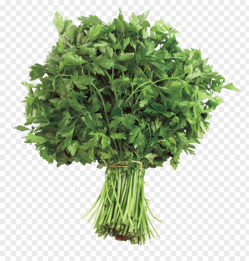 Parsley Food Apiaceae Health Herbaceous Plant PNG