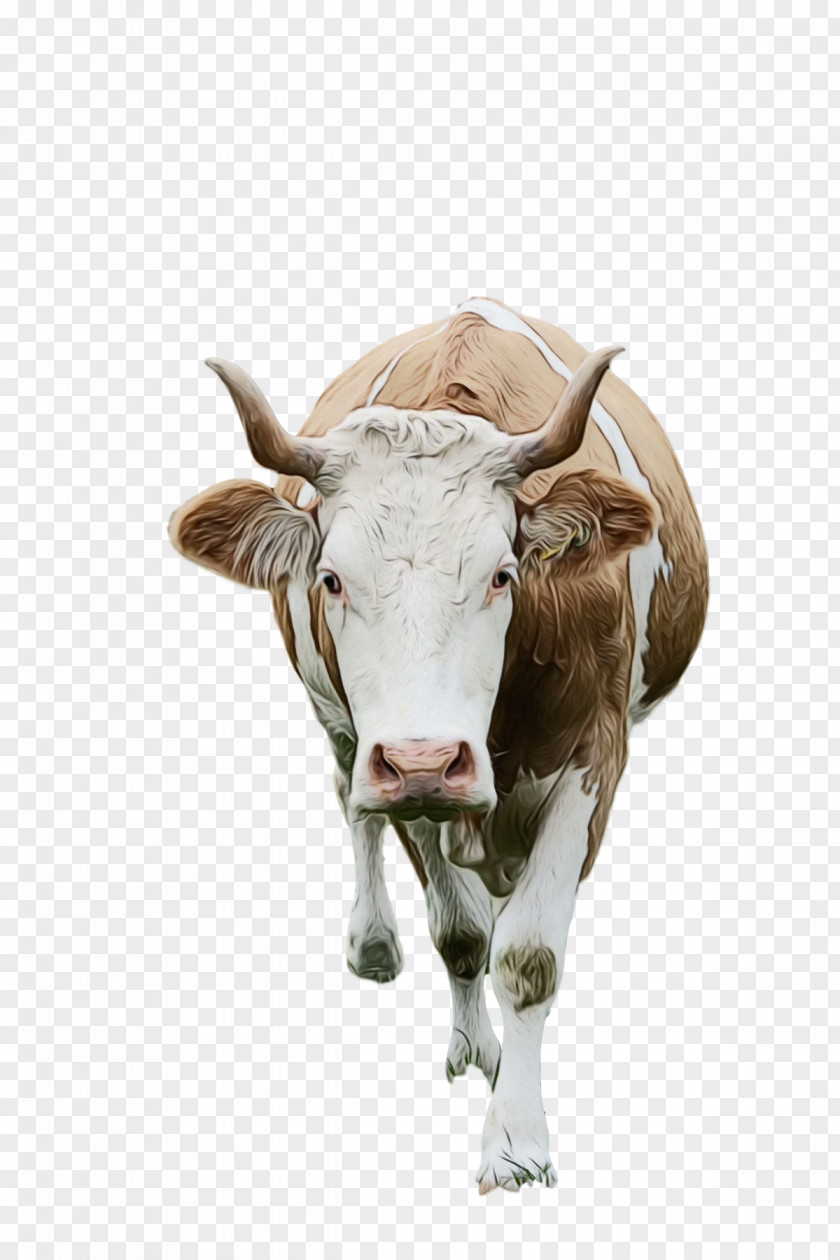 Texas Longhorn Dairy Cattle Ox Goat Horn PNG
