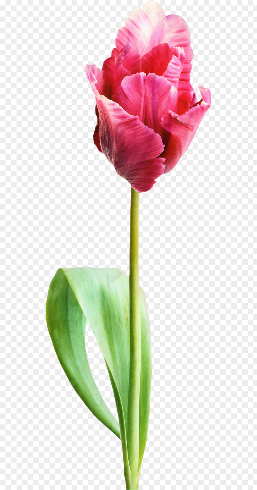 Tulip Cut Flowers Plant Stem Bud Magenta PNG