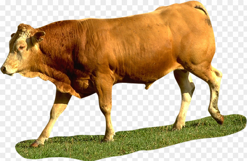 Bull Dairy Cattle Calf Ox PNG