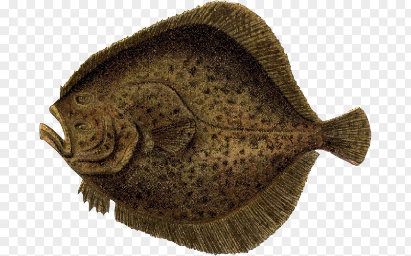 Fish Illustration Flounder PNG