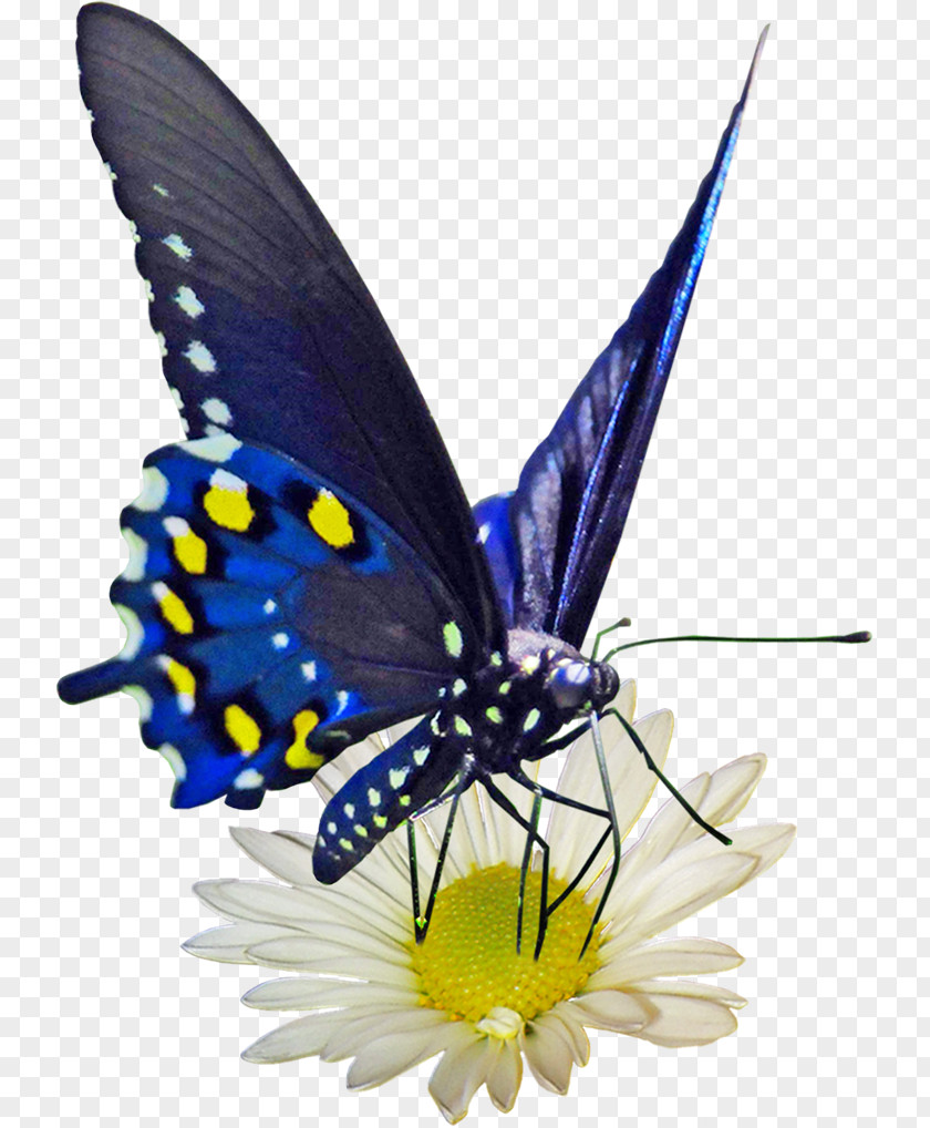 Flower Monarch Butterfly Gossamer-winged Butterflies And Moths PNG
