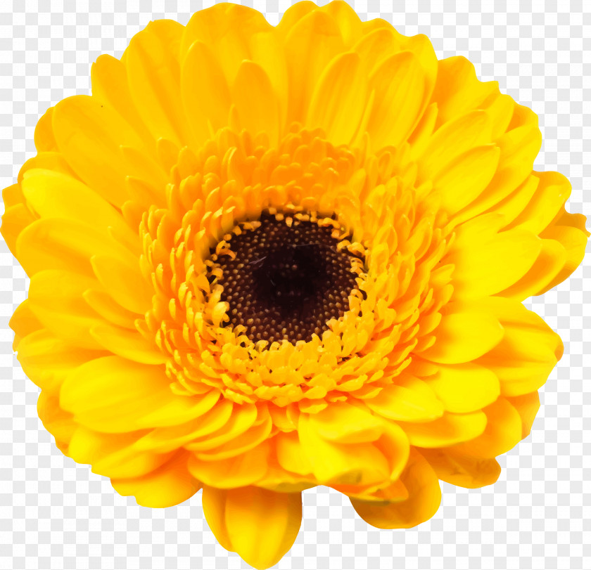 Red Packs Transvaal Daisy Common Sunflower Stock Photography Yellow PNG
