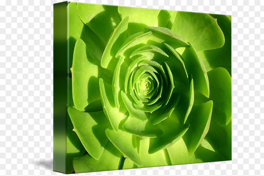 Succulent Border Flower Petal Gallery Wrap Canvas Plant PNG