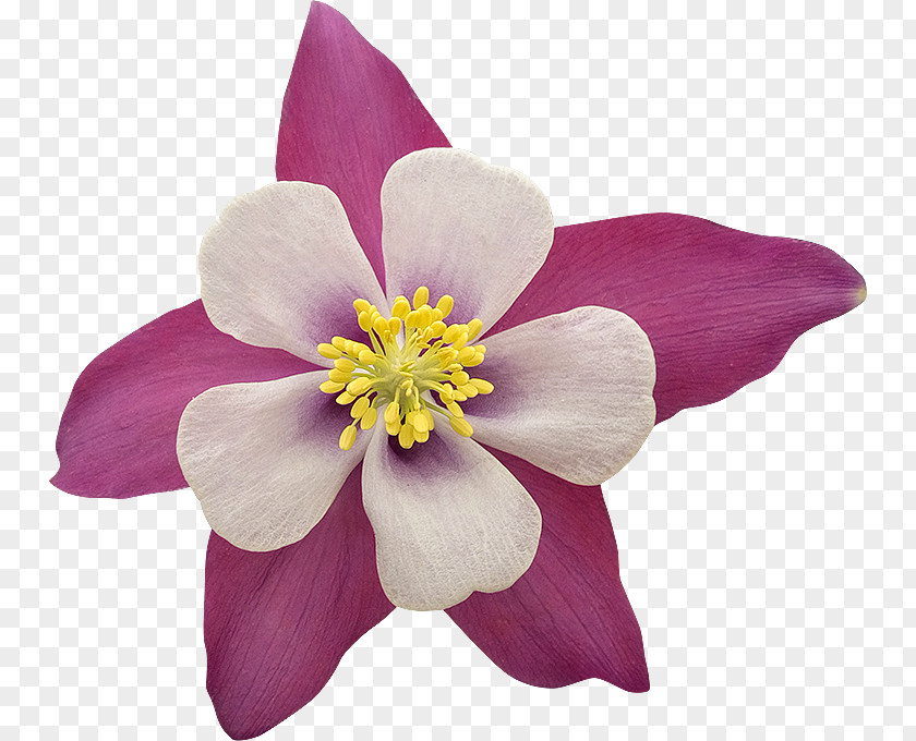 Was Labersch Du Flower Garden Roses Fleur Blanche PNG