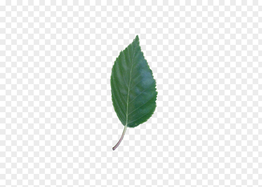 Betula Pendula Leaf Plant Stem PNG