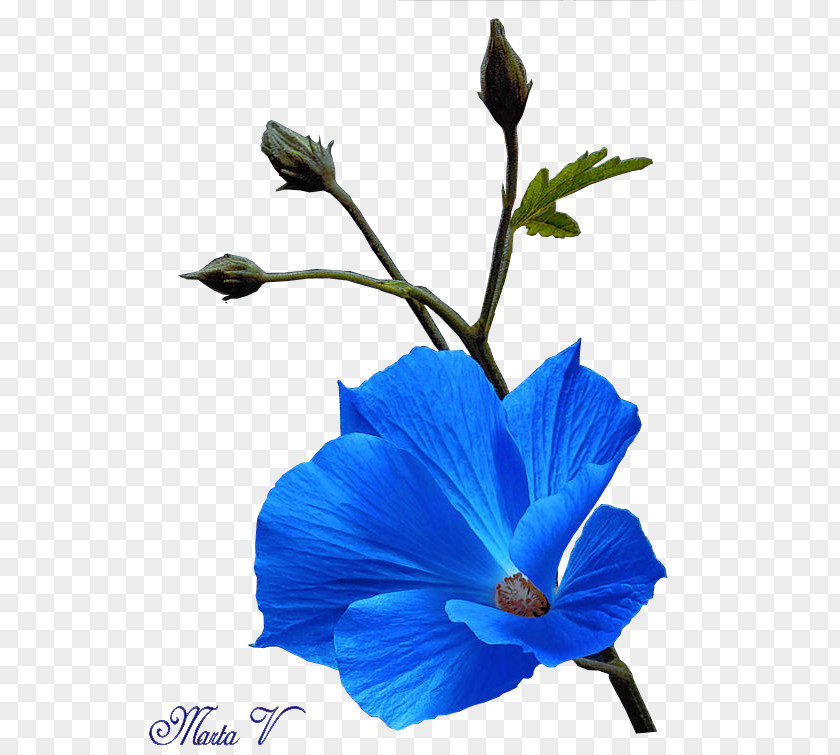 Flower Blue Petal Hibiscus Plant Stem PNG