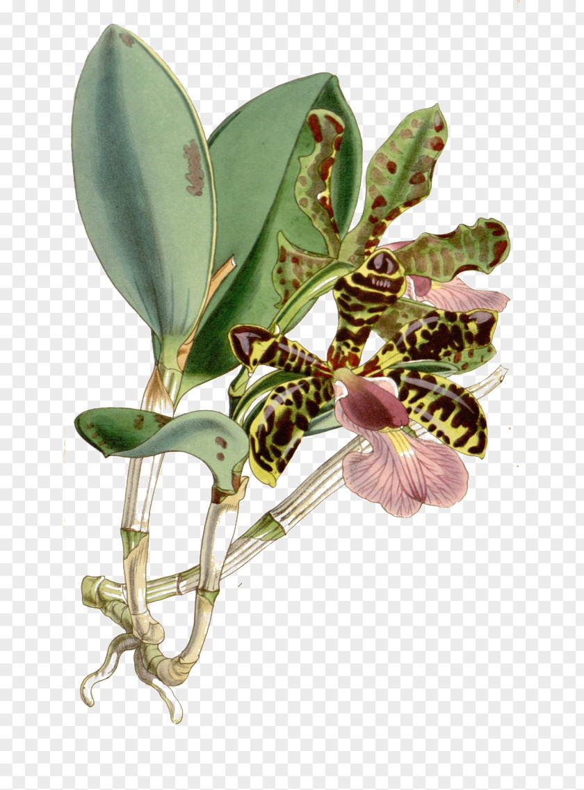 Painted Unknown Plants Cattleya Aclandiae Amethystoglossa Orchids Botanical Illustration Botany PNG