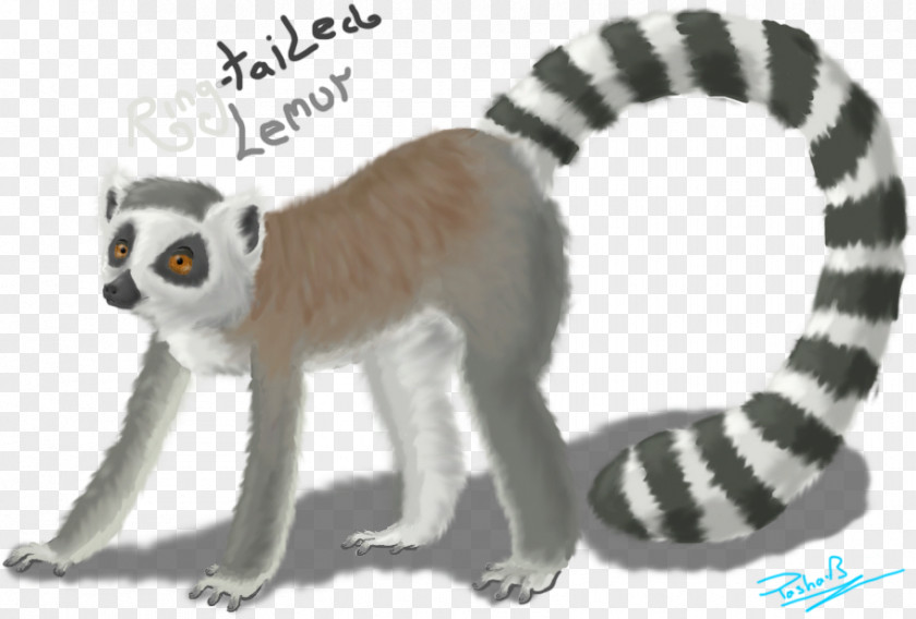 Ring Tailed Lemur Lemurs Cat Monkey Terrestrial Animal Tail PNG