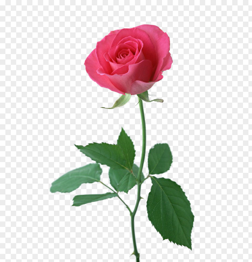 Roses Garden Flower Image Clip Art PNG