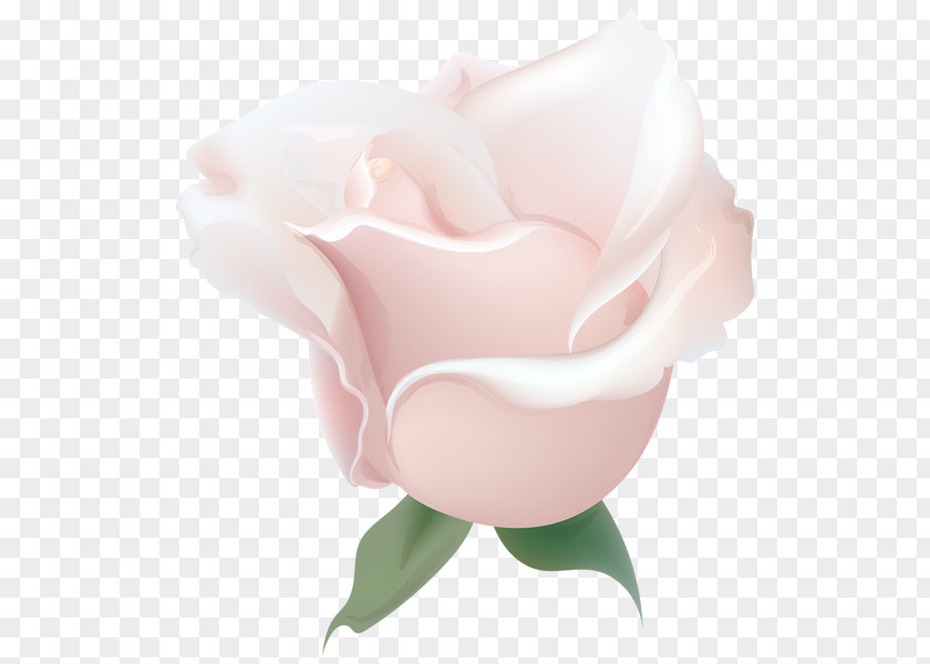 Softy Garden Roses Cabbage Rose Desktop Wallpaper Petal PNG