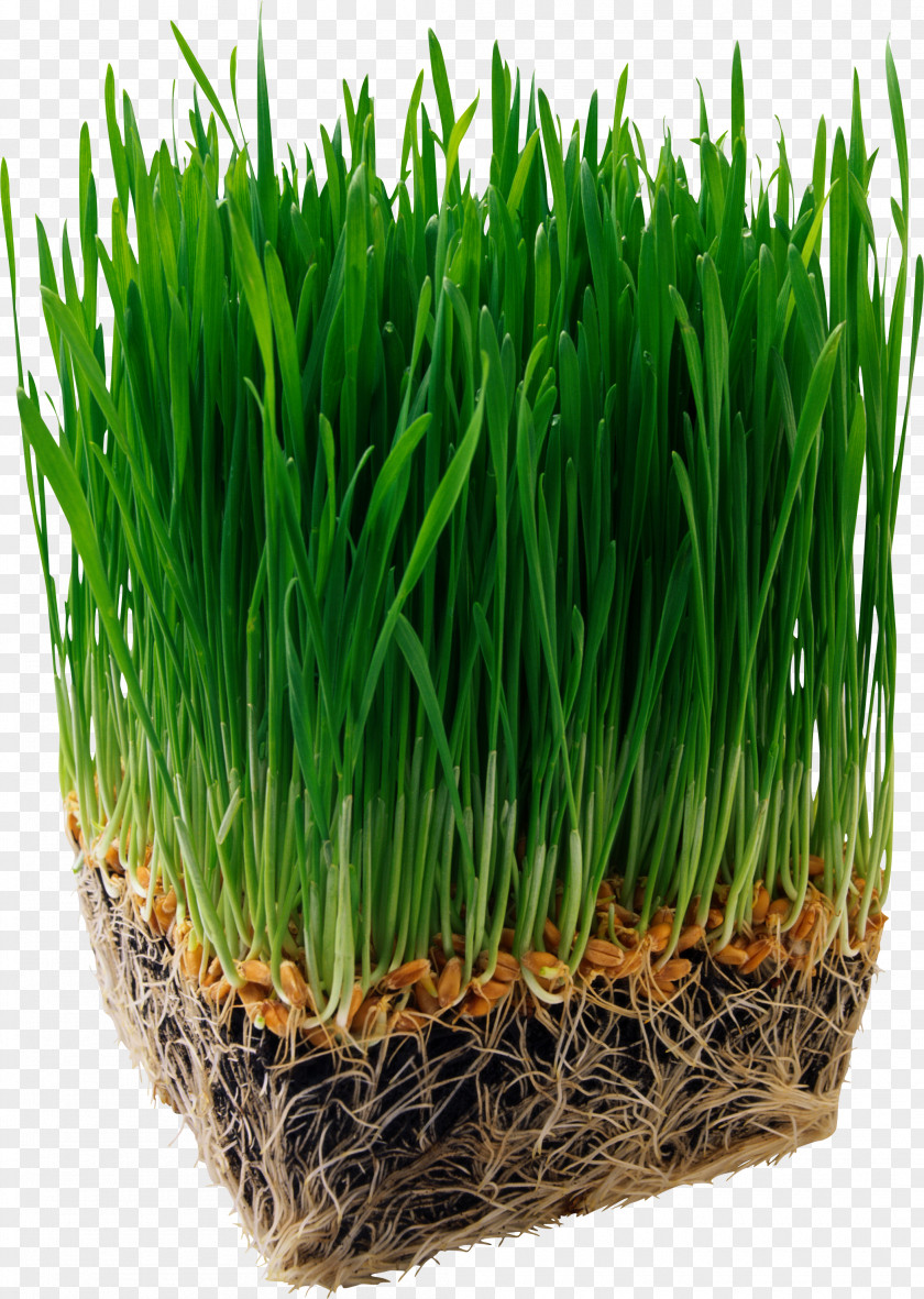 Alfalfa Juice Organic Food Barley Wheatgrass Nutrition PNG