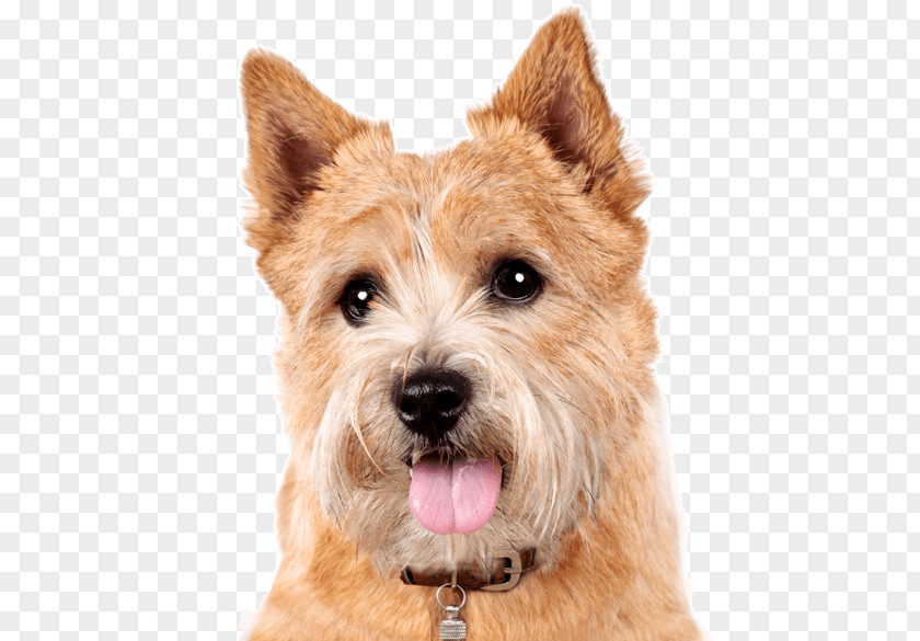 Border Terrier Norwich Cairn Norfolk Dog Breed Australian PNG