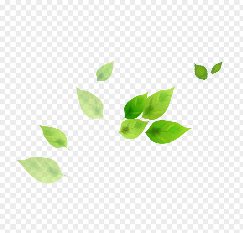 Floating Plant Leaf Image Design Download PNG