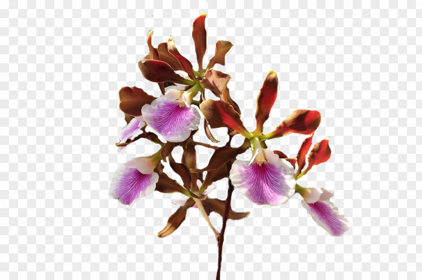 Flower Cut Flowers Petal Flowering Plant PNG