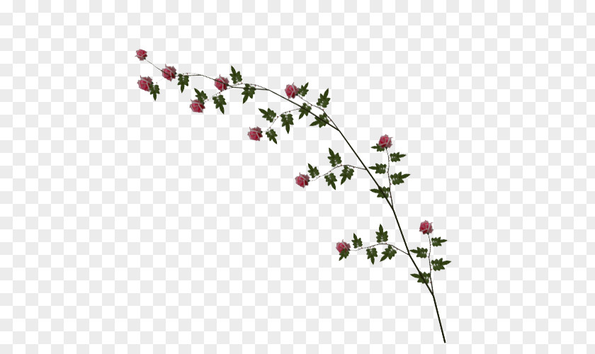 Rose Vine Image Clip Art PNG